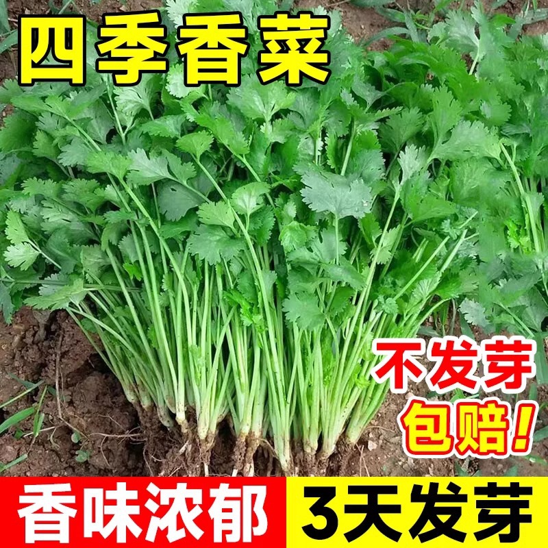 Complete List of Coriander Seeds, Farm Potted Seedlings, Large-Leaf Coriander Seeds, Edible Coriander Seeds, Vegetable Seeds for All Seasons
