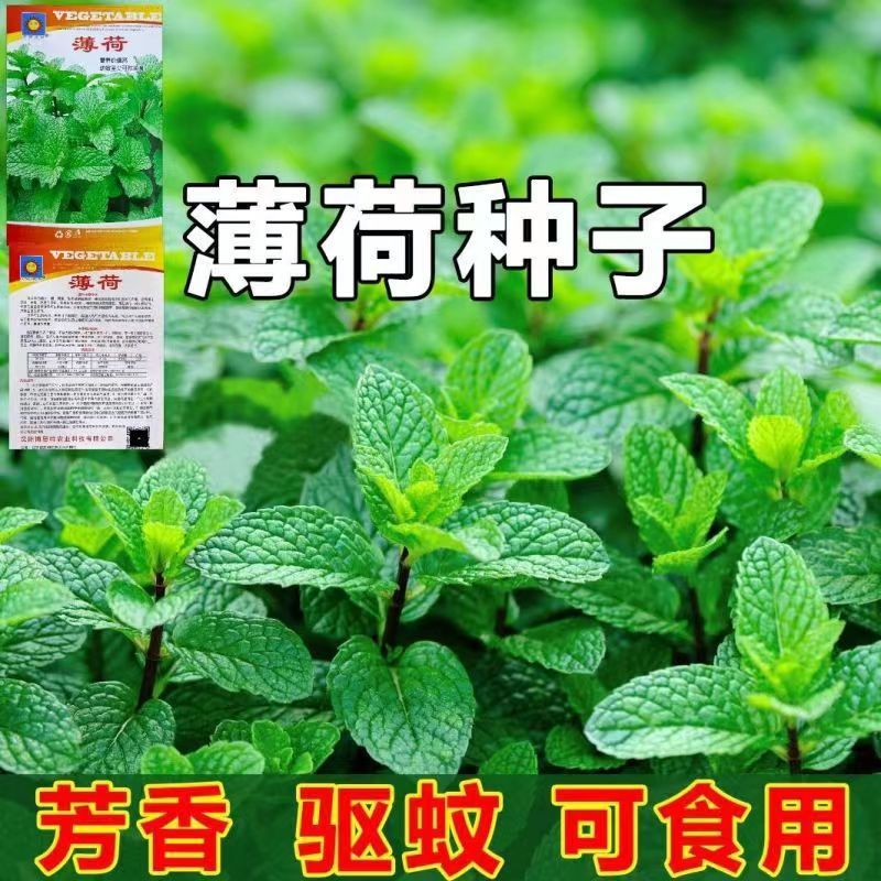 Edible Mint Seeds, Fragrant Mint, Mosquito Repellent Flower Seeds, Balcony Potted Plants, Cooling Mint Seeds