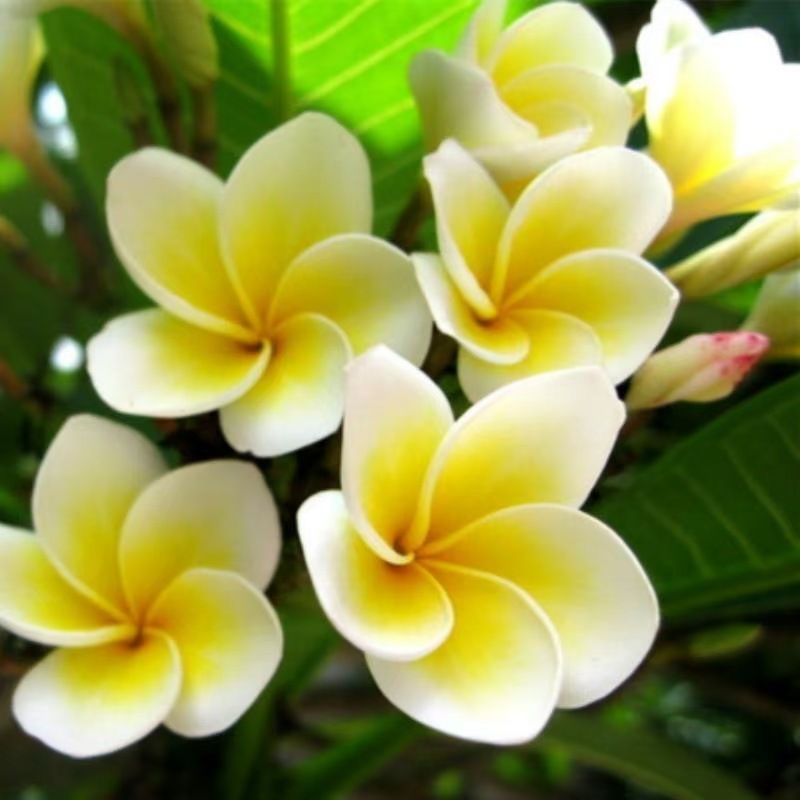 Plumeria Seeds for Spring and Autumn Planting, Suitable for Courtyard and Balcony Potting, Easy to Grow All Year Round, Ideal for Flower Fields in Scenic Areas