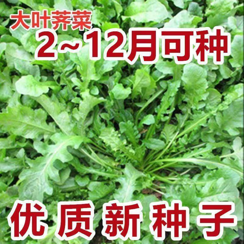 [New Species This Year] Shepherd's Purse Seeds Wild Shepherd's Purse Big Leaf Season Lai Wild Shepherd's Purse Balcony Potted Vegetable Seeds