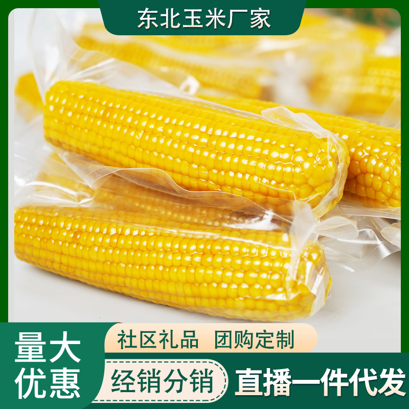 Northeastern Sticky Corn, 10 Sweet Sticky Corn Cobs, Low-Fat Whole Grain Breakfast Meal Replacement, Yellow Sticky Corn, Fresh Sticky Corn