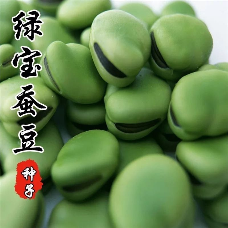 Large and High-Yield Broad Bean Seeds, Suitable for Planting in Spring, Autumn, and Winter, Early-Maturing and Cold-Resistant