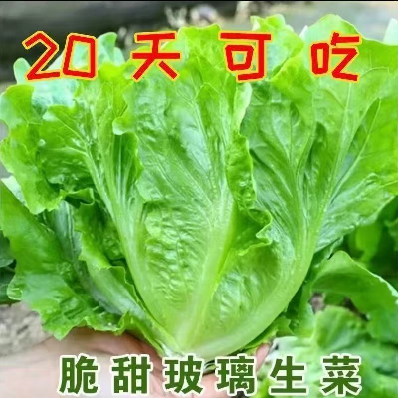Four-Season Sweet and Crispy Glass Lettuce Seeds, Crispy and Tender Lettuce Seeds for Eating Raw, Balcony Four-Season Potted Plants, Spring Vegetable Seeds